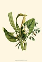 Balmy Reed Branch Fine Art Print