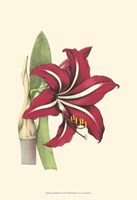 Amaryllis Blooms I Fine Art Print