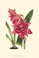 Amaryllis Blooms III Fine Art Print