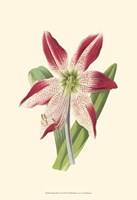 Amaryllis Blooms IV Fine Art Print