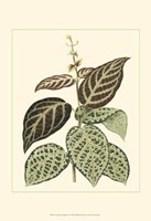 Tropical Variegation II Fine Art Print