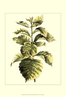 Tropical Variegation III Fine Art Print