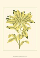 Tropical Variegation IV Fine Art Print