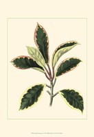 Tropical Variegation V Fine Art Print