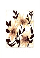 Blossoming Silhouette II Framed Print