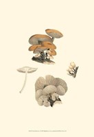 Curtis Mushrooms I Fine Art Print