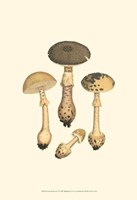 Curtis Mushrooms II Fine Art Print
