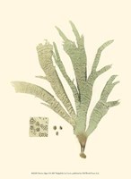 Marine Algae I Fine Art Print