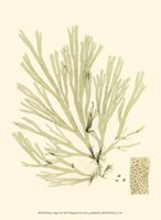 Marine Algae II Fine Art Print
