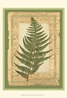 Woodland Scrapbook II Fine Art Print