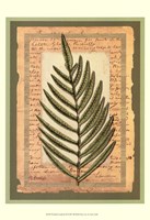 Woodland Scrapbook III Fine Art Print