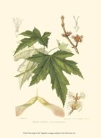 White Maple Fine Art Print