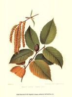 Black Birch Fine Art Print