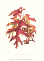 Scarlet Oak Fine Art Print