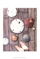 Seashore Treasure I Framed Print