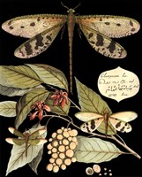 Whimsical Dragonflies On Black I Fine Art Print