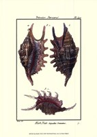 Sea Shells VIII Fine Art Print