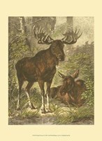 Small Moose Fine Art Print