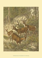 Small Roe Deer Fine Art Print