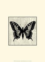 Classical Butterfly I Fine Art Print