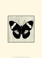 Classical Butterfly III Fine Art Print