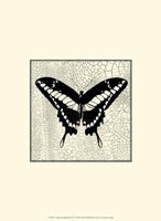 Classical Butterfly IV Fine Art Print