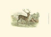 Petite Red Deer Fine Art Print