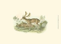 Petite Fallow Deer Fine Art Print