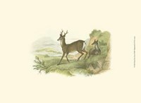 Petite Row Deer Fine Art Print
