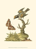 Petite Bird Study I Fine Art Print