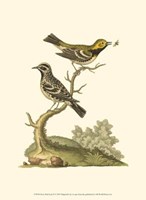 Petite Bird Study II Fine Art Print