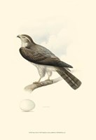 Meyer's Hawk I Fine Art Print