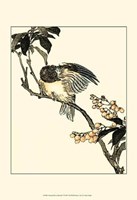 Oriental Bird On Branch V Fine Art Print