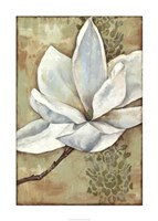 Magnolia Majesty II Giclee