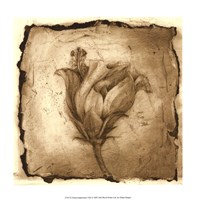Floral Impression VIII Framed Print