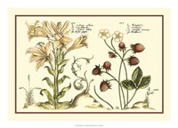 Garden Botanica I Giclee