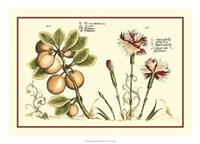 Garden Botanica II Giclee