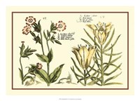 Garden Botanica III Giclee