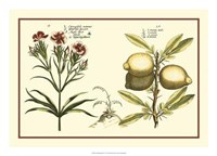 Garden Botanica IV Giclee