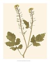 Pressed Botanical I Giclee