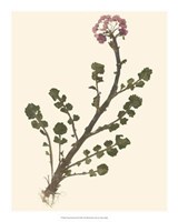 Pressed Botanical II Giclee