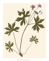 Pressed Botanical III Giclee