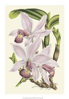 Delicate Orchid I Giclee