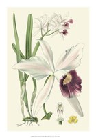 Delicate Orchid II Giclee