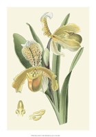 Delicate Orchid IV Giclee