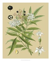 Ivory Blooms I Giclee