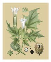 Ivory Blooms II Giclee