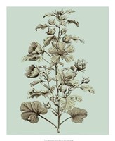 Imperial Munting I Giclee