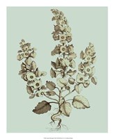 Imperial Munting II Giclee