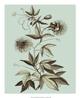 Imperial Munting III Giclee